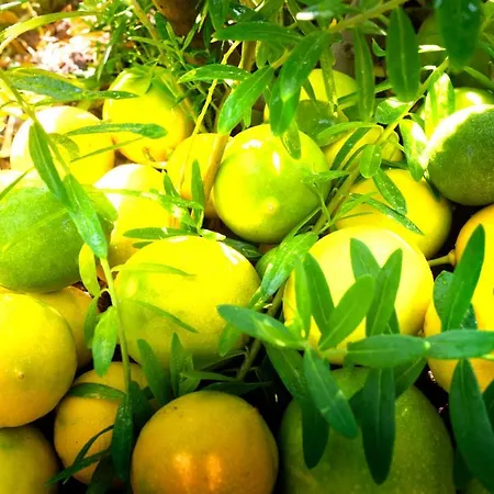 酒店 奥拉夫亚酒店