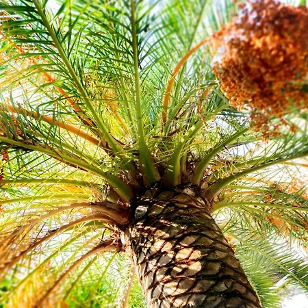 奥拉夫亚酒店 2*